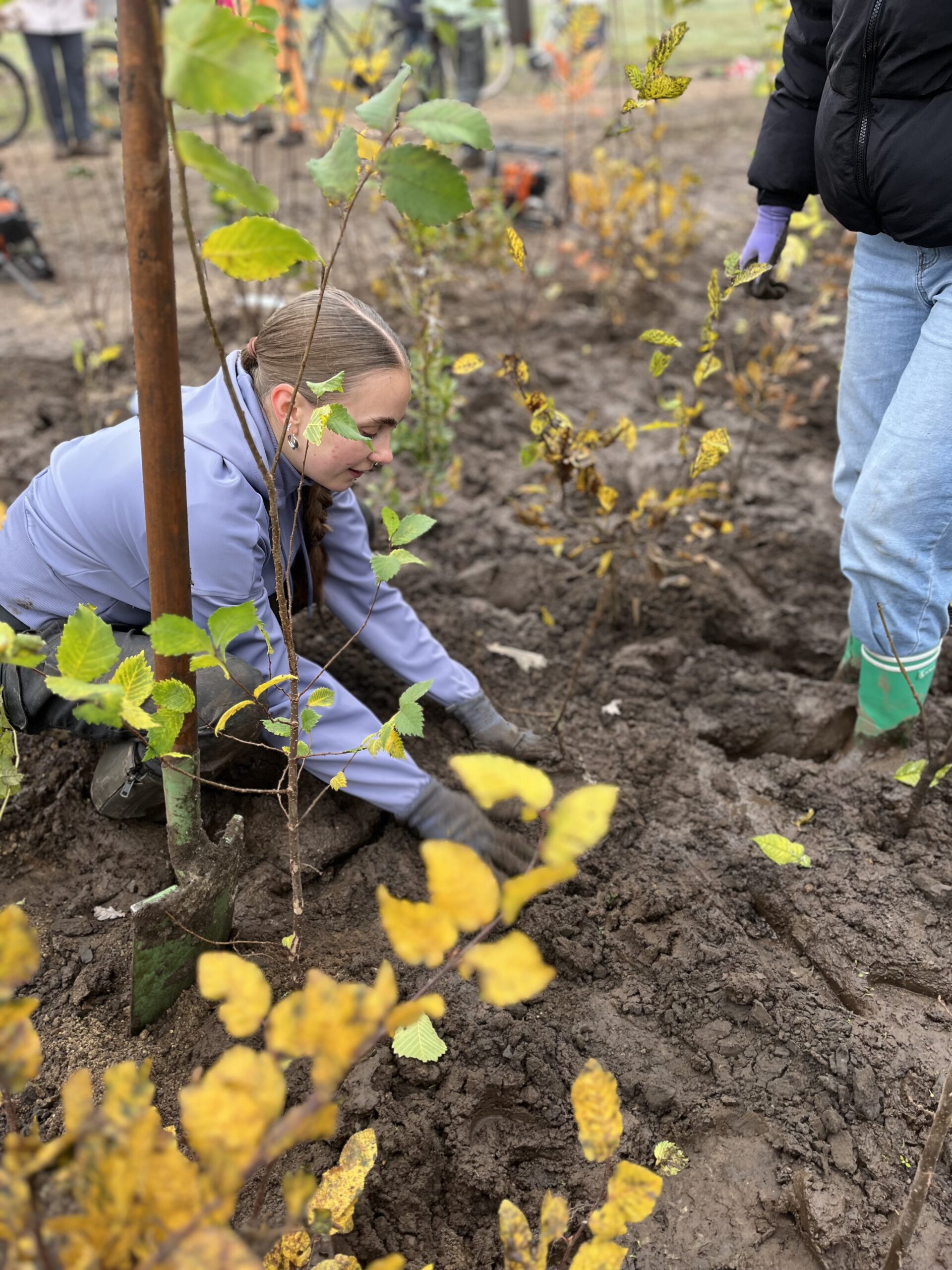 Mehr über den Artikel erfahren Schüler*innen gestalten Zukunft: Tiny Forest im Bürger-Klimapark Lohne entsteht